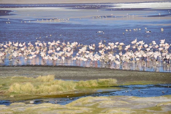 Flamingos Bolívia Natureza Vista Cênica — Fotografia de Stock