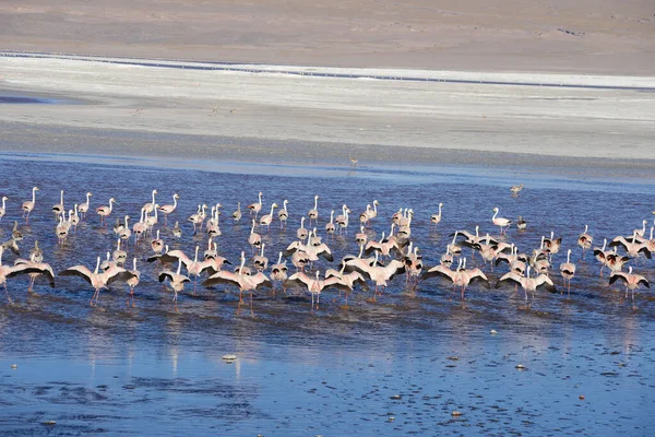 Flamingos Bolivia Nature Scenic View — Stock Photo, Image