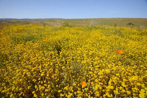 güzel çiçekler, doğa ve bitki konsepti