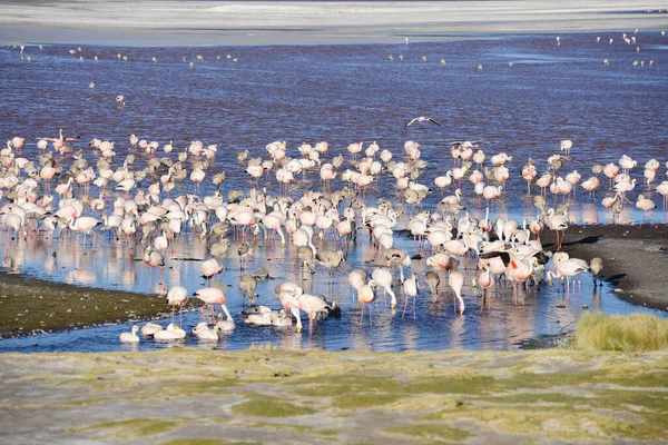 Flamingos Der Bolivianischen Natur — Stockfoto