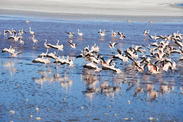 Flamingos Der Bolivianischen Natur — Stockfoto