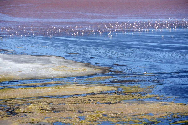 Bolivya Doğa Manzaralı Flamingolar — Stok fotoğraf