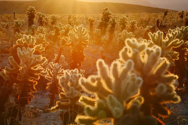 Cholla Cactus Garden Und Sonnenaufgang Joshua Tree National Park Mojave — Stockfoto