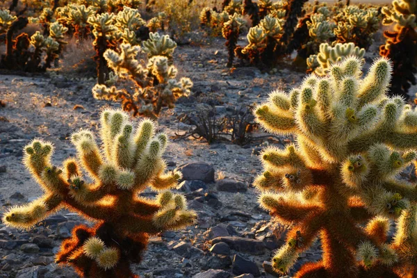 Cholla Cactus Garden Wschód Słońca Park Narodowy Joshua Tree Pustynia — Zdjęcie stockowe