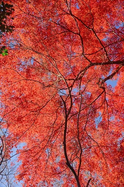 Scenery of colorful maple garden in Kyoto, Japan.