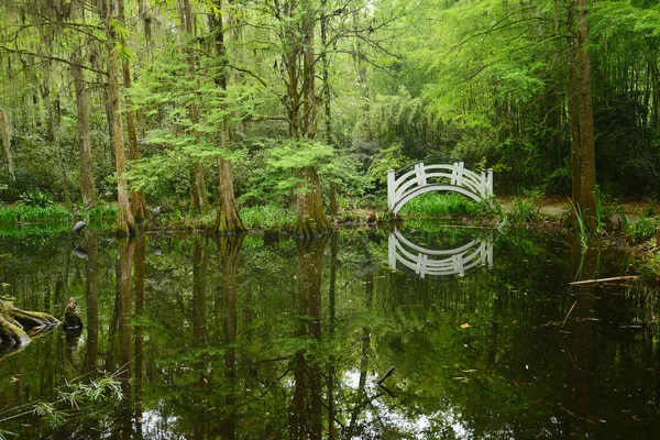 White Bridge Swamp — Stock Photo, Image