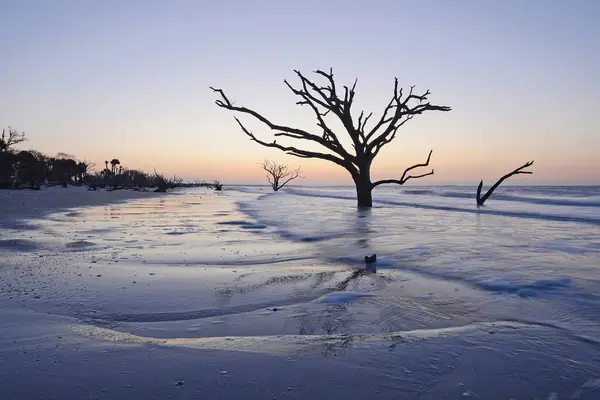 Döda Träd Stranden — Stockfoto