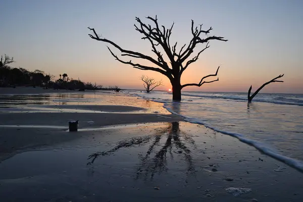 海滩上的死树 — 图库照片