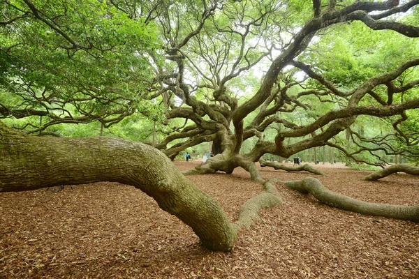 Famoso Angel Oak Tree — Foto Stock