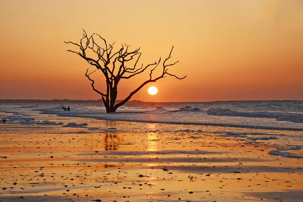 Sahilde Ölü Ağaçlar — Stok fotoğraf
