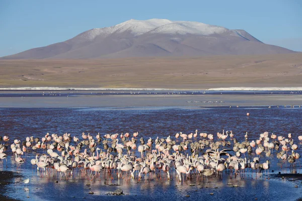 Flamingos Bolivia Natur Vacker Utsikt — Stockfoto