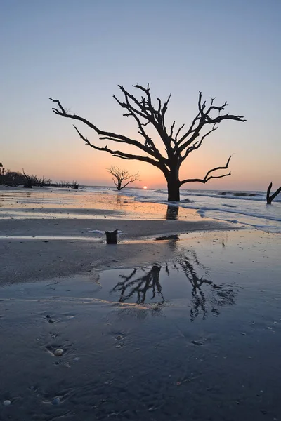 Dead Tree Beach — Stock Photo, Image