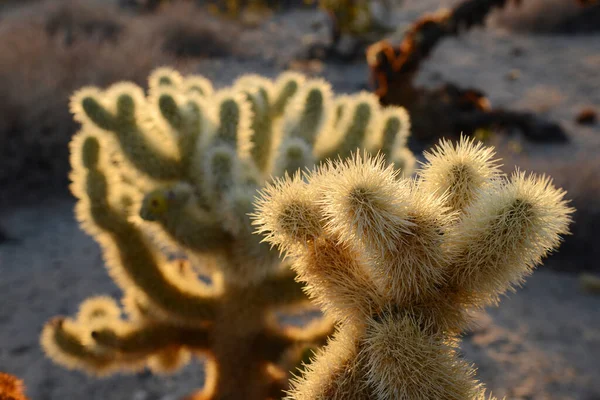 Cholla Cactus Garden Wschód Słońca Park Narodowy Joshua Tree Pustynia — Zdjęcie stockowe