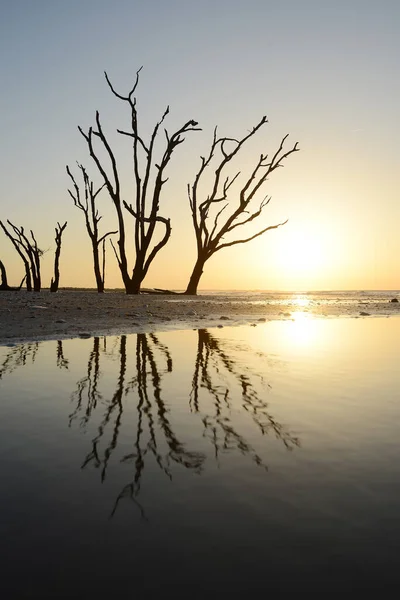 Sahilde Ölü Ağaçlar — Stok fotoğraf