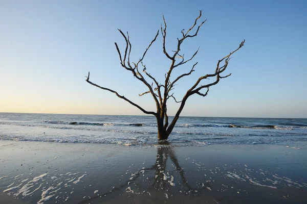 Zmarłe Drzewo Plaży — Zdjęcie stockowe