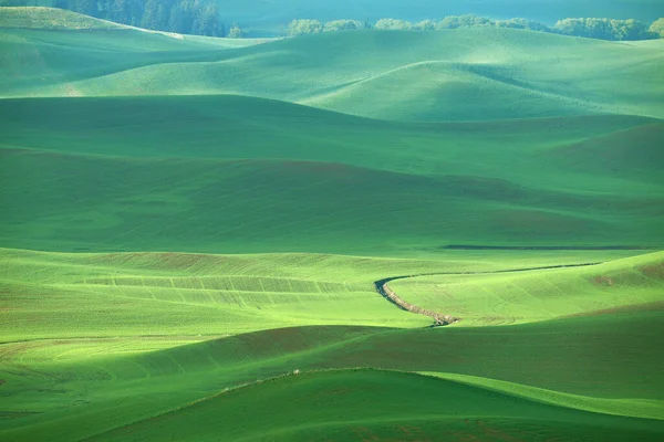 Красивые Зеленые Холмы Палузе — стоковое фото