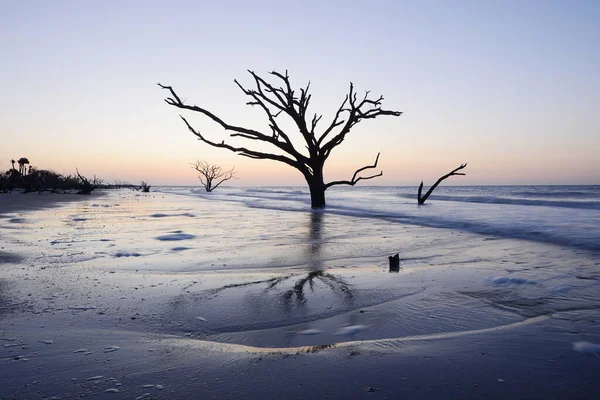 海滩上的死树 — 图库照片