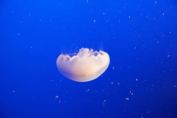在海水中漂浮的水母 — 图库照片