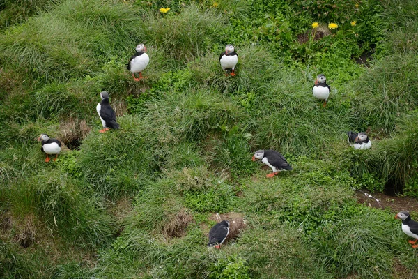 Vista Ravvicinata Degli Uccelli Pulcinella Habitat Naturale — Foto Stock