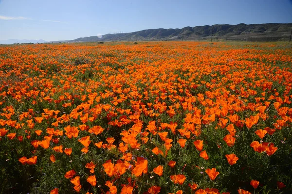 Flores Amapola California Creciendo Campo — Foto de Stock