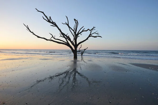 Πεθαμένο Δέντρο Στην Παραλία — Φωτογραφία Αρχείου