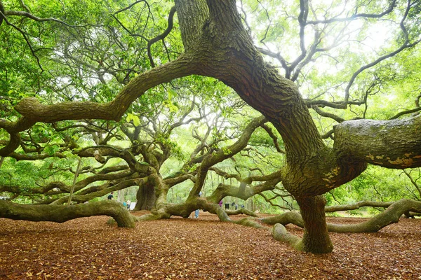 Ünlü Angel Oak Tree — Stok fotoğraf