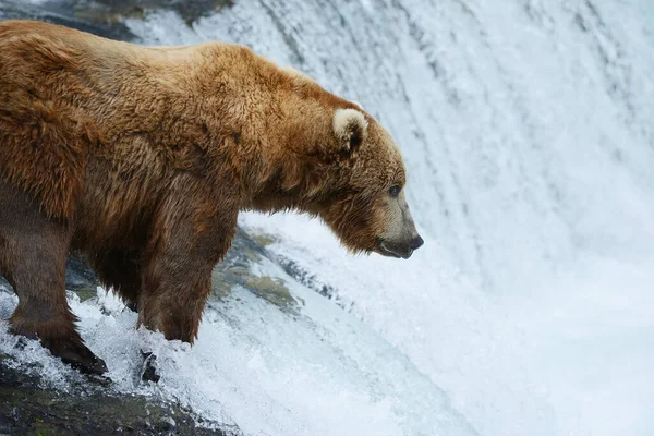クマ狩猟サーモン — ストック写真