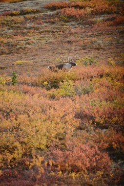 Alaska, ABD 'de ren geyiği