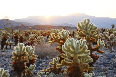 Cholla Kaktüs Bahçesi ve güneş ışınları. Joshua Tree Ulusal Parkı. Mojave Çölü