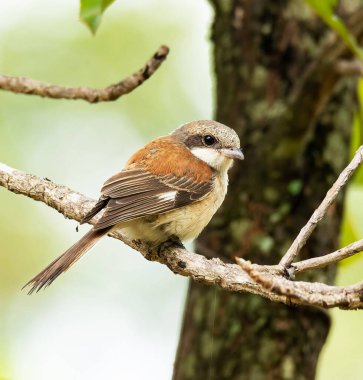 Doğal ortamdaki kuşun yakın görüntüsü