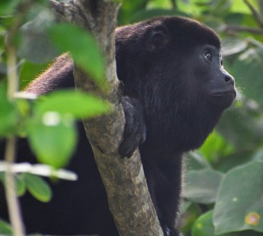 Maymunun Kongo 'daki doğal yaşam alanındaki yakın çekimi