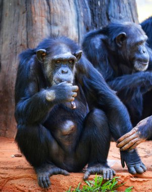 Maymunların Kongo 'daki doğal yaşam alanına yakın çekim görüntüleri.