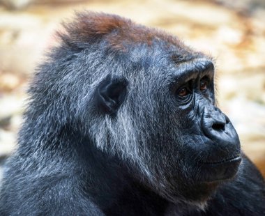 Maymunun Kongo 'daki doğal yaşam alanındaki yakın çekimi