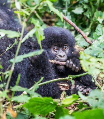 Maymunun Kongo 'daki doğal yaşam alanındaki yakın çekimi