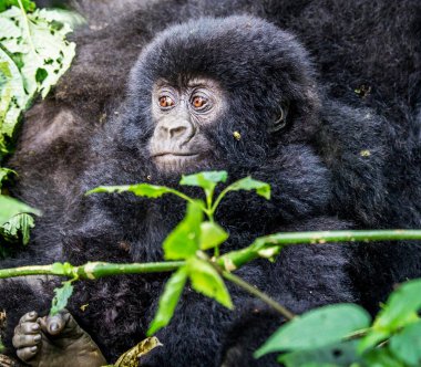 Maymunun Kongo 'daki doğal yaşam alanındaki yakın çekimi