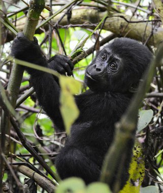 Maymunun Kongo 'daki doğal yaşam alanındaki yakın çekimi