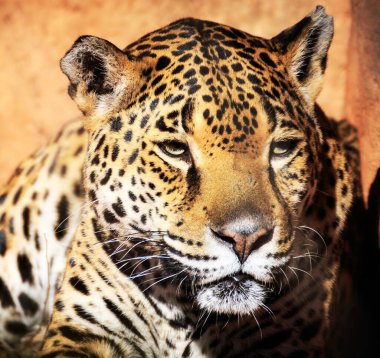 Wildlife in the World