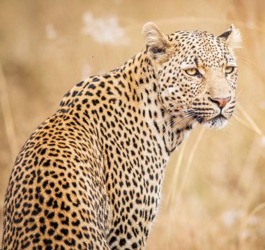 Wildlife in the World