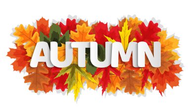 Sonbahar Doğal Yapraklar Arkaplanı