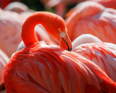 Beautiful and Breathtaking wildlife in Cuba