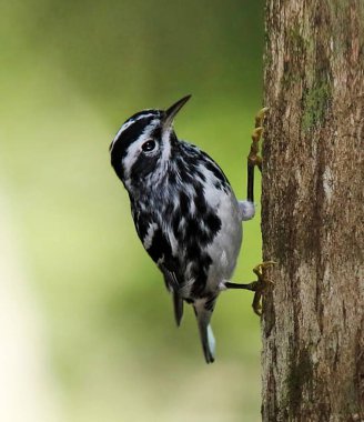 Beautiful and Breathtaking wildlife in Cuba