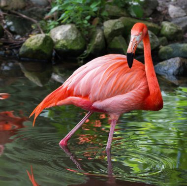 Beautiful and Breathtaking wildlife in Cuba