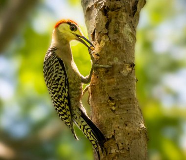 Beautiful and Breathtaking wildlife in Cuba