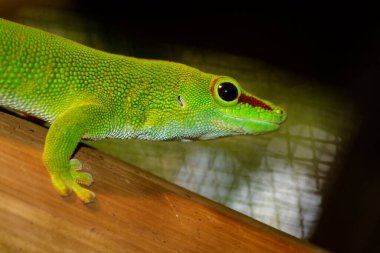 Madagaskar devi gündüz kertenkelesi (Phelsuma grandis) resmi. Sürüngen. Hayvanlar