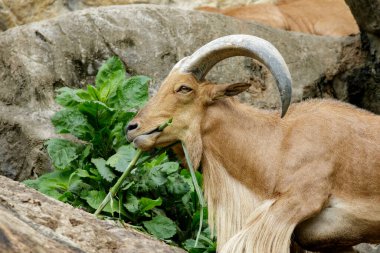 Image of a barbary sheep on nature background. Wildlife Animals.