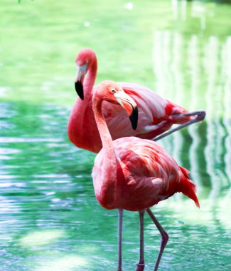 Beautiful and Breathtaking wildlife in Cuba