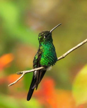 Beautiful and Breathtaking wildlife in Cuba