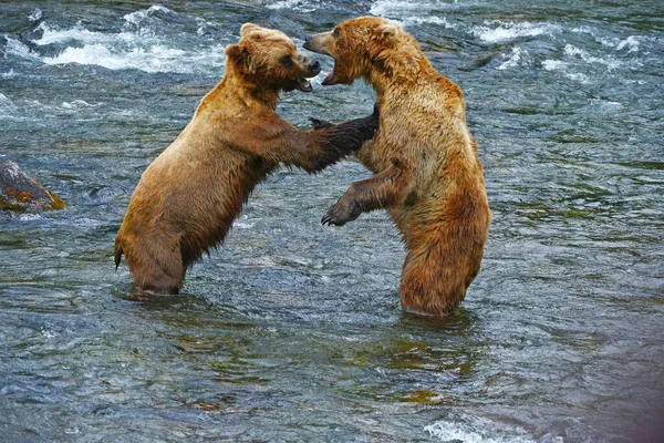 Grizzlybär Kämpft Fluss — Stockfoto