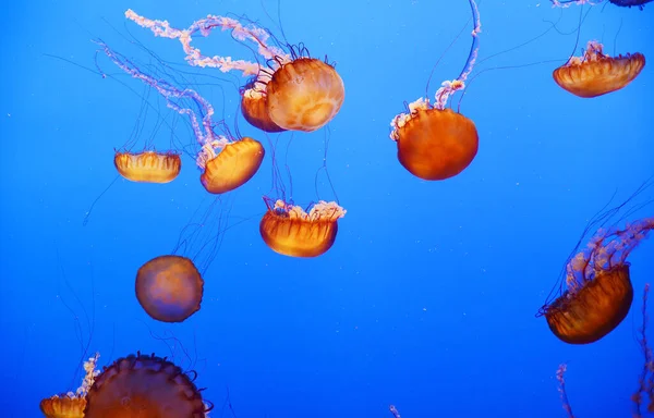 Sea Jellies Aquatic Jellyfishes Blue Water — Stock Photo, Image