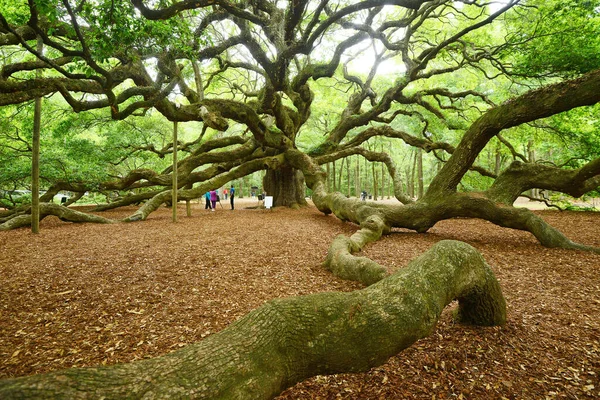 Ünlü Angel Oak Tree — Stok fotoğraf